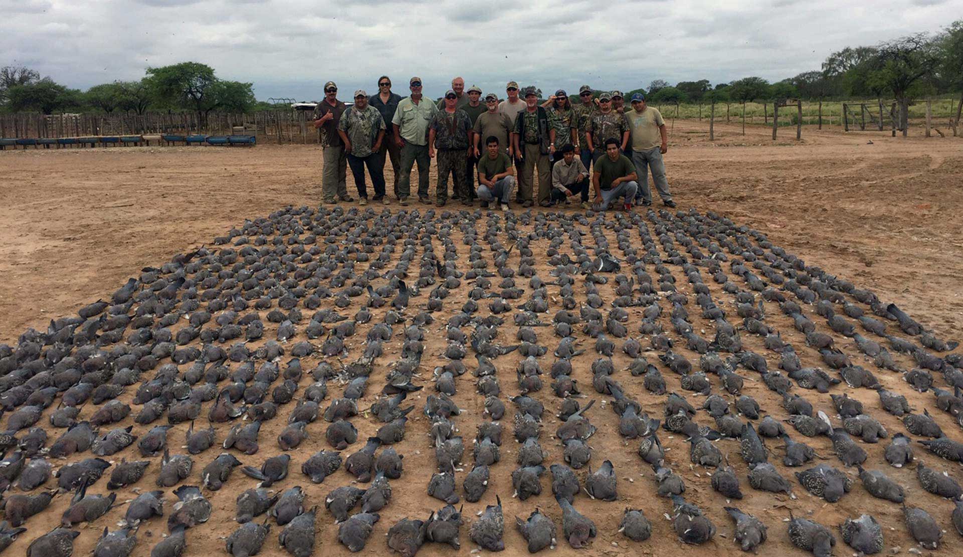 Doves hunted in Santo Domingo