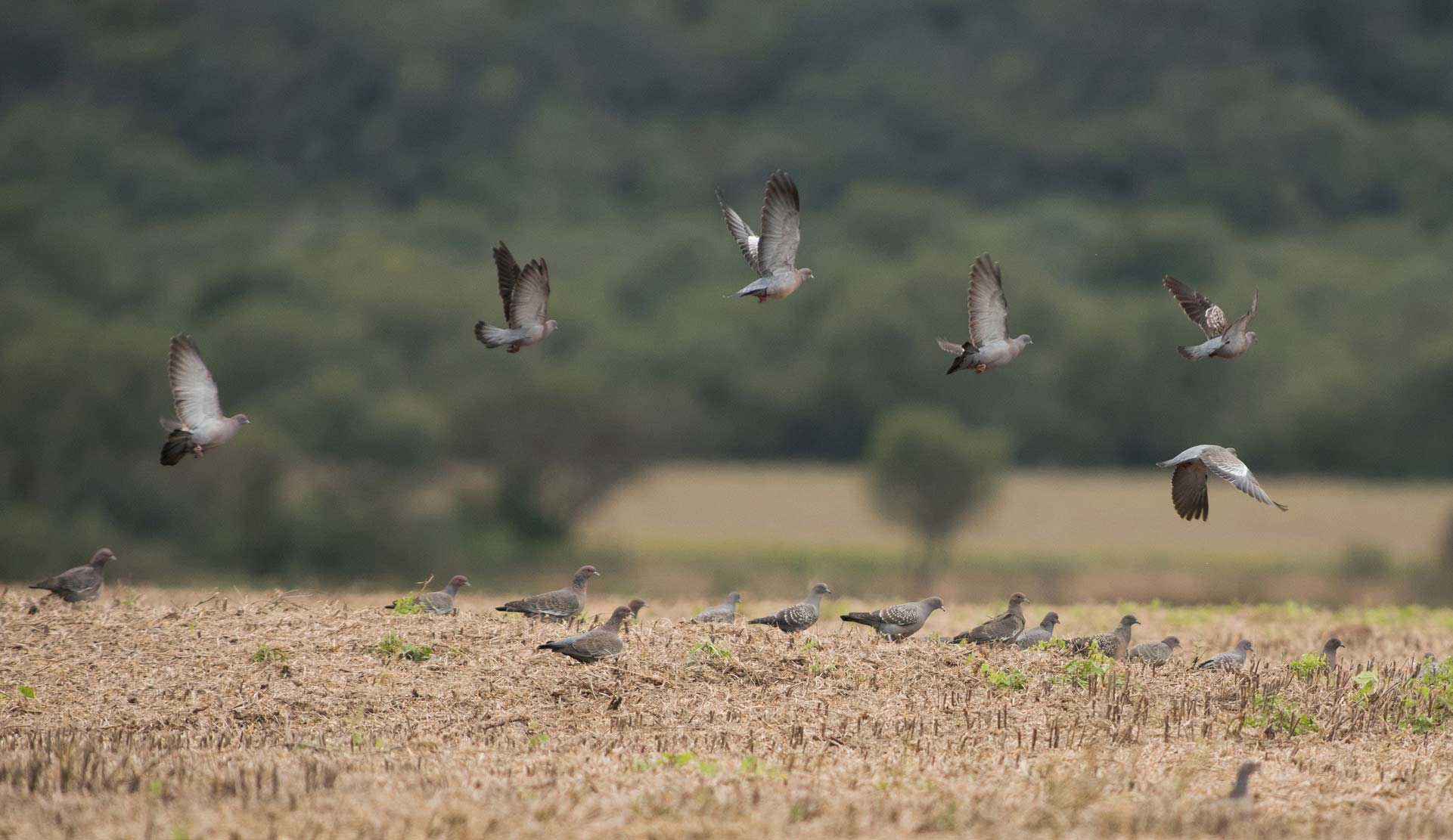 Doves in Santo Domingo.